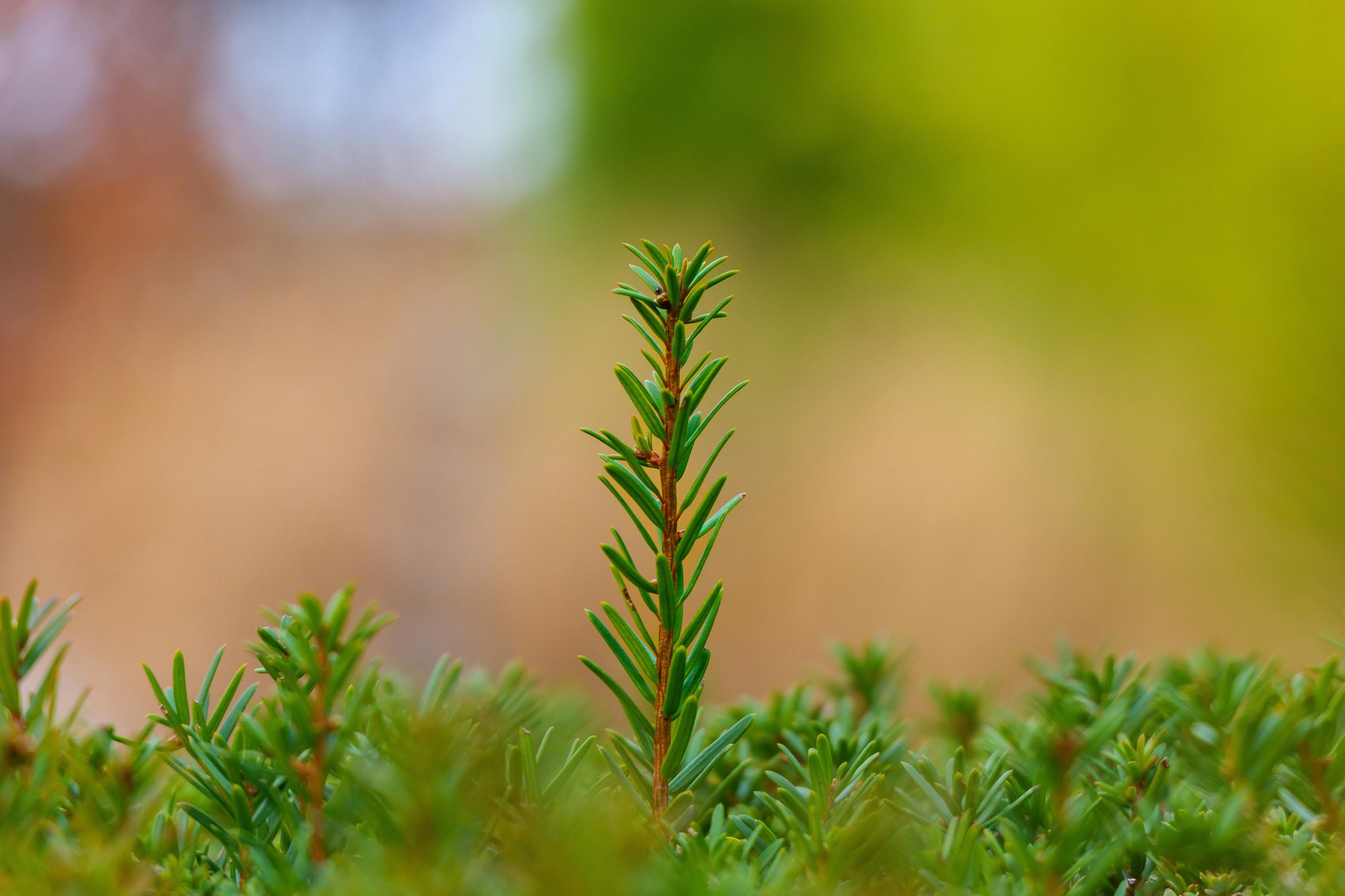 Close-up of a green sprout in a lush, vibrant spring environment captured in a natural setting.